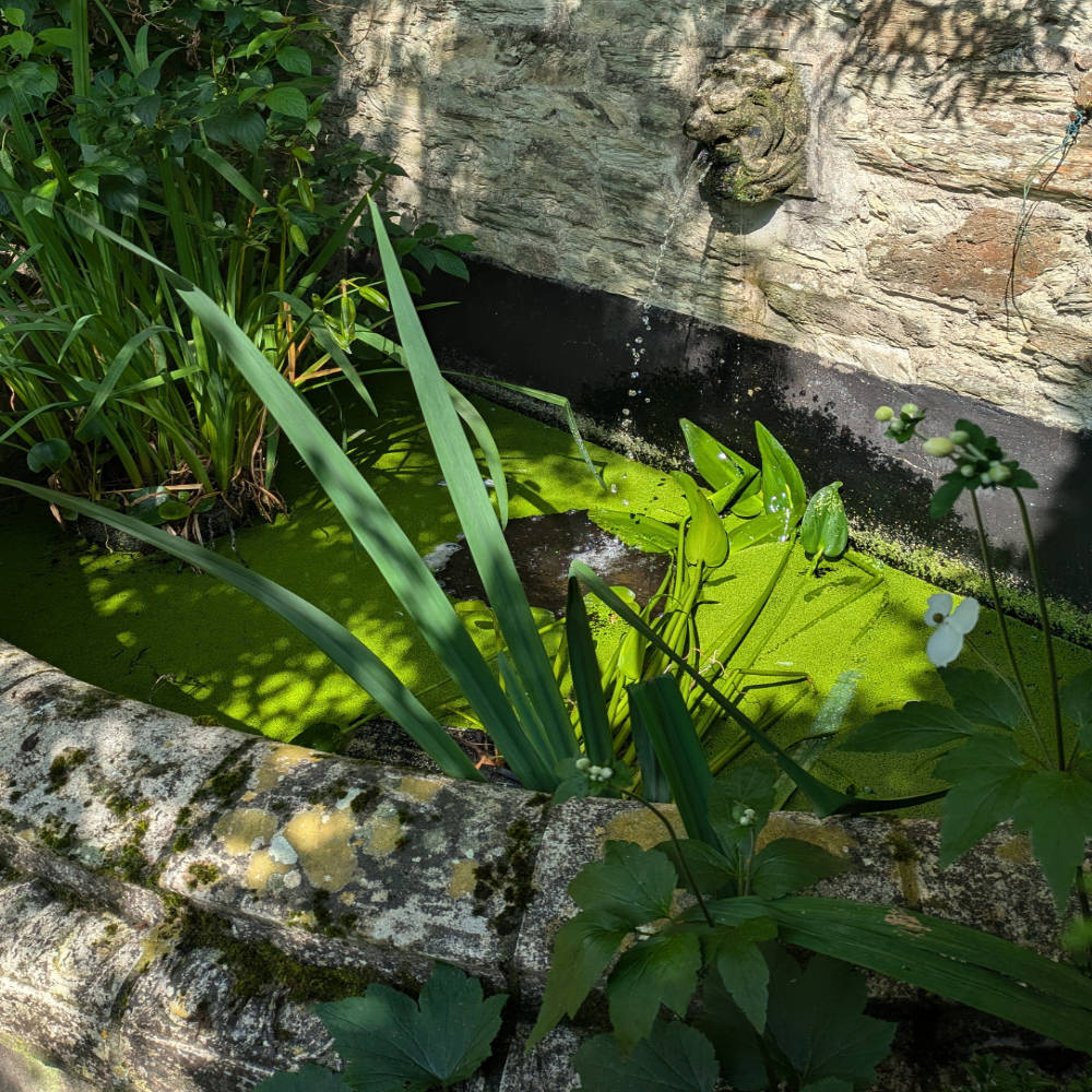 Stuart House Hidden Garden